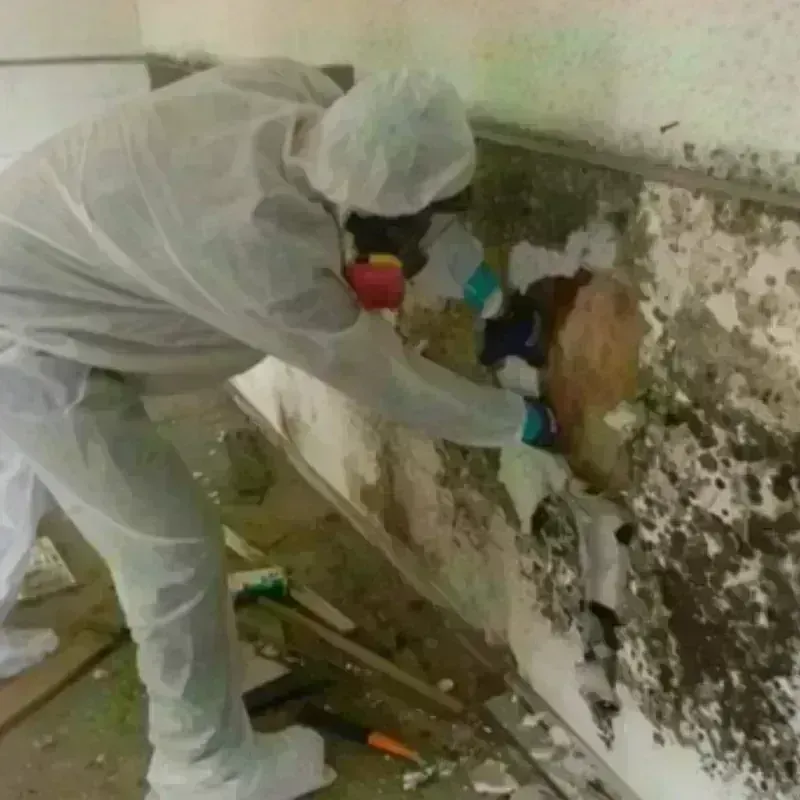 Mold Remediation and Removal in Kingston, IL